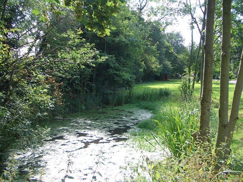 Vincent’s Green pond, summer 2007